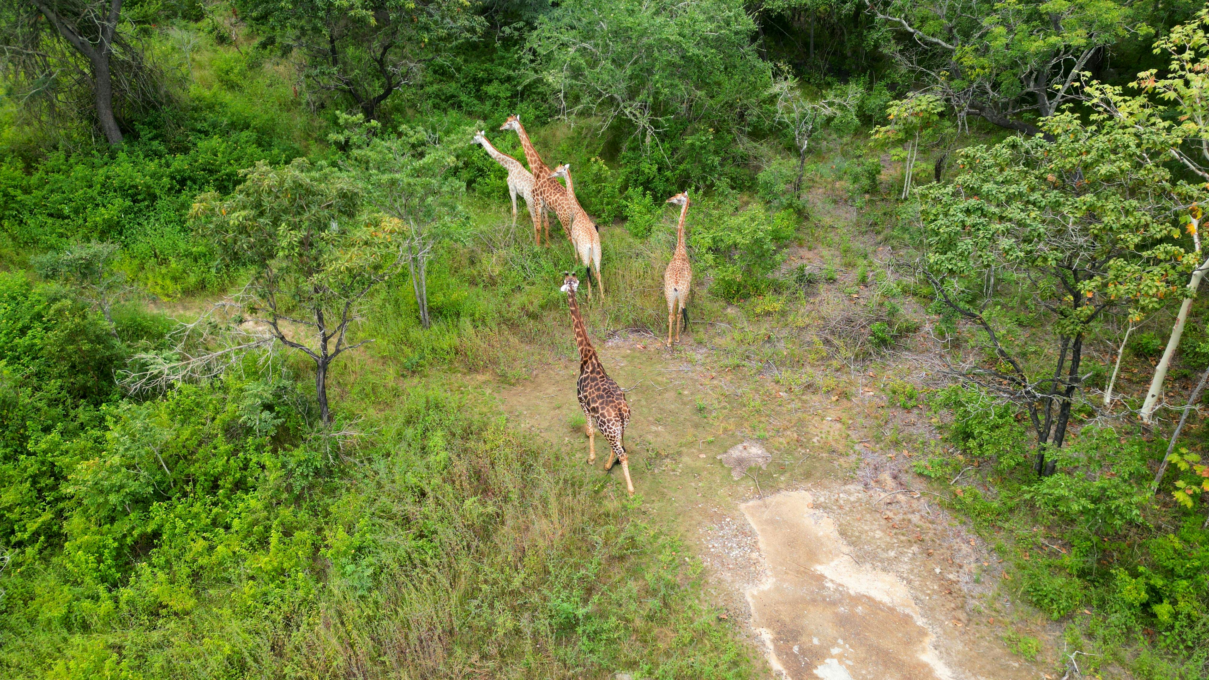Safari Image 2